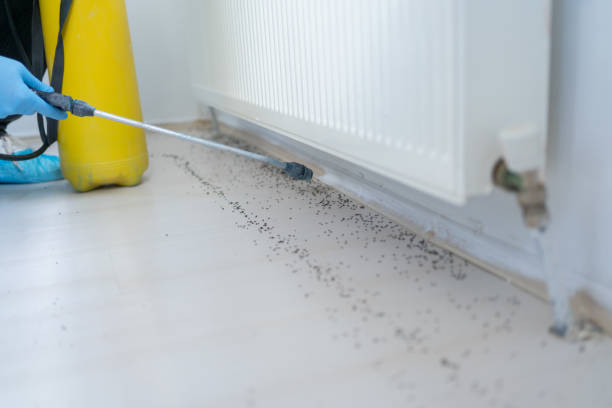 Best Termite Control Services  in Cane Savannah, SC